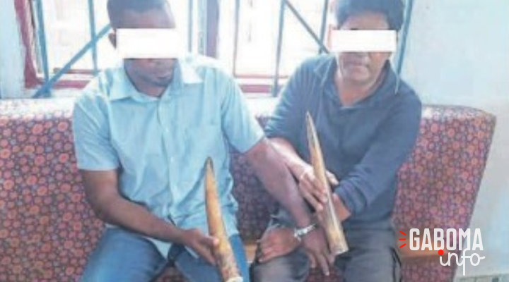 Mouila : Un Philippin et un Gabonais appréhendés pour trafic de pointes d’ivoire