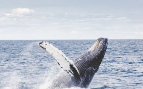 Plus de 20% des espèces migratrices menacées d’extinction, selon un rapport de l’ONU