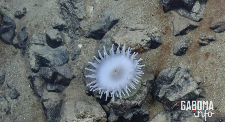 Les fonds marins ne doivent pas devenir le « Far West » de l’exploitation des minéraux rares, avertit l’ONU