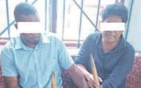 Mouila : Un Philippin et un Gabonais appréhendés pour trafic de pointes d’ivoire