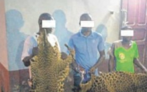 Mouila : 2 Maliens et un Gabonais saisis avec 20 dents et deux peaux de panthères