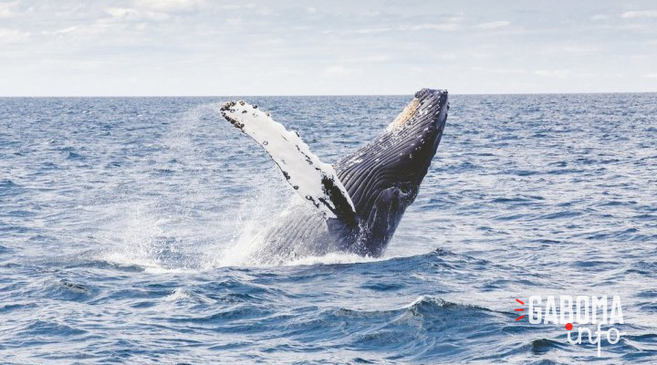 Plus de 20% des espèces migratrices menacées d’extinction, selon un rapport de l’ONU