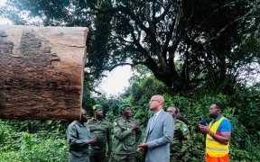 Forêt : le ministre Maurice Ntossui Allogo intensifie les contrôles sur le terrain
