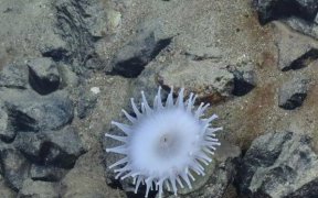 Les fonds marins ne doivent pas devenir le « Far West » de l’exploitation des minéraux rares, avertit l’ONU